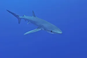 Azores Prints: Blue shark (Prionace glauca) Azores, Atlantic Ocean