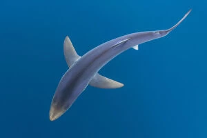 Blue shark (Prionace glauca) as it cruises beneath the surface of the English Channel