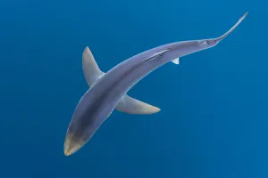 Energetic Prints: Blue shark (Prionace glauca) as it cruises beneath the surface of the English Channel