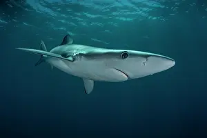 Portugal Prints: Blue shark (Prionace glauca) female
