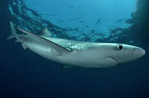 Portugal Prints: Blue shark (Prionace glauca) female