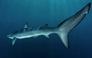 Tail Fin Prints: Blue shark (Prionace glauca) female