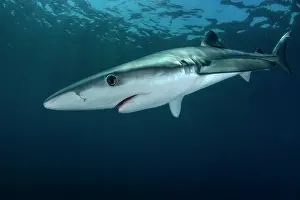 Portugal Prints: Blue shark (Prionace glauca) female