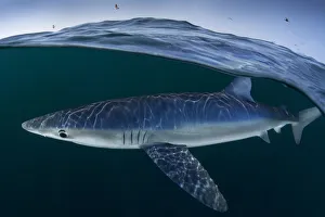 Blue shark (Prionace glauca) female off the coast of Portugal. August