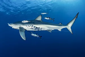 Azores Prints: Blue shark (Prionace glauca) with fishing hook caught in mouth and Pilot fish