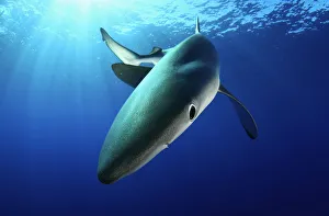 Images Dated 30th September 2010: Blue Shark (Prionace glauca) near sea surface. Santa Maria, Azores, September