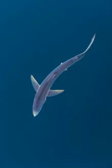 Images Dated 23rd August 2013: Blue shark (Prionace glauca) near the surface of the English Channel