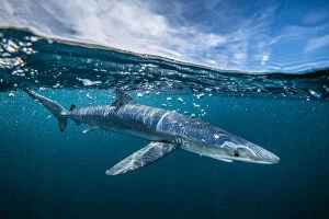 2018 October Highlights Gallery: Blue shark (Prionace glauca) off Halifax, Nova Scotia, Canada. July