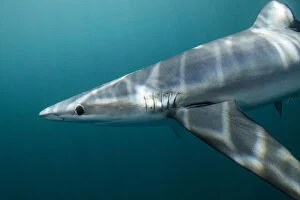 Blue shark (Prionace glauca) off Halifax, Nova Scotia, Canada. July