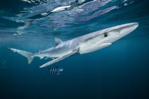 Blue shark (Prionace glauca) with a pair of pilot fish (Naucrates ductor) off Halifax