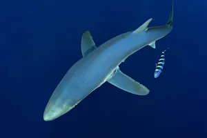 Azores Prints: Blue shark (Prionace glauca) Pico Island, Azores, Portugal, Atlantic Ocean, July