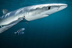 Nick Hawkins Gallery: Blue shark (Prionace glauca) with Pilot fish (Naucrates ductor) off Halifax, Nova Scotia, Canada