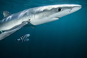 Blue shark (Prionace glauca) with Pilot fish (Naucrates ductor) off Halifax, Nova Scotia, Canada