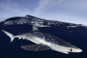 Images Dated 14th August 2016: Blue Shark (Prionace glauca) at the sea surface. Santa Maria, Azores, August
