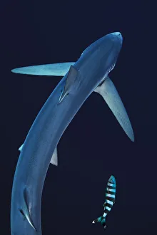 Miispecies Prints: Blue shark (Prionace glauca) seen from above with pilot fish, Azores Islands, Portugal