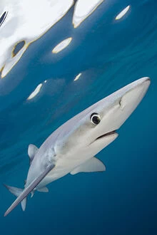 Images Dated 23rd August 2013: Blue shark (Prionace glauca) swimming near the surface of the English Channel. Penzance
