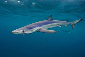 Blue sharks (Prionace glauca) cruise beneath the surface of the English Channel. Penzance