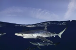 Images Dated 14th August 2016: Blue Sharks (Prionace glauca) at the sea surface. Santa Maria, Azores, August
