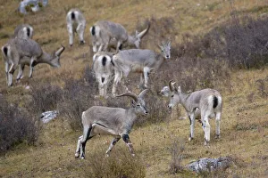 China Prints: Blue sheep (Ovis nahoor) Angsai Nature Reserve (Valley of the Cats)