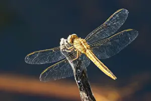 Damselfly Prints: Blue skimmer (Orthetrum caledonicum) female