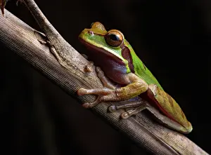 Hylidae Prints: Blue-spotted Mexican tree frog (Smilisca cyanosticta) resting on branch