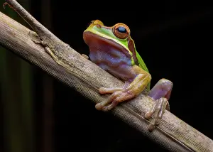 Hylidae Prints: Blue-spotted Mexican tree frog (Smilisca cyanosticta) resting on branch