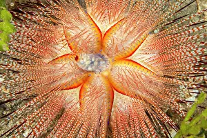 Spotted Prints: Blue-spotted sea urchin (Astropyga radiata) portrait, Hawaii, Pacific Ocean