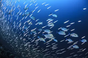 Blue spotted trevally (Caranx bucculentus) hunting small fish in the reef, South Ari Atoll