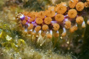 Feet Prints: Blue starfish (Coscinasterias tenuispina) close up of arm with tube feet, Tenerife
