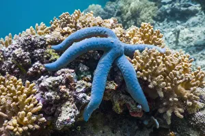 Blue starfish (Linckia laevigata) Malaysia