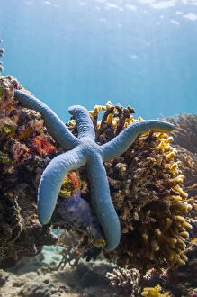 Georgette Douwma Collection: Blue starfish (Linckia laevigata) Malaysia