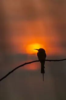 Images Dated 20th April 2014: Blue-tailed bee-eater (Merops philippinus) silhouette, perched at sunset