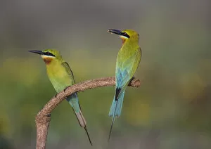 Images Dated 20th April 2014: Blue-tailed bee-eater (Merops philippinus) sitting on perch with insect prey, Near