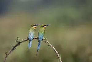 Yashpal Rathore Gallery: Blue-tailed bee-eater (Merops philippinus) pair sitting on perch, Ranganathittu Bird Sanctuary