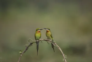 Blue-tailed bee-eater (Merops philippinus) pair sitting on perch, Near Ranganathittu Bird Sanctuary