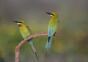Yashpal Rathore Prints: Blue-tailed bee-eater (Merops philippinus) sitting on perch with insect prey, Near