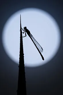 Bluet Prints: Blue tailed damselfly (Enallagma cyathigerum) silhouetted against the moon, Tamar Lakes