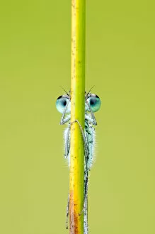 Aquatic Gallery: Blue-tailed damselfly {Ischnura elegans} eyes just visible behind reed stem, Cornwall, UK