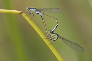 Brasschaat Prints: Blue-tailed damselfly (Ischnura elegans) pair mating on stem. Brasschaat, Belgium
