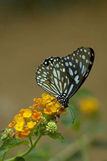 Images Dated 15th August 2019: Blue tiger (Tirumala limniace) butterfly nectaring on Lantana (Lantana sp). Yunnan Province, China
