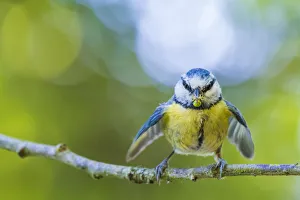 Misumena Prints: Blue tit (Cyanistes caeruleus) bringing Crab spider (Misumena vatia) prey to nest