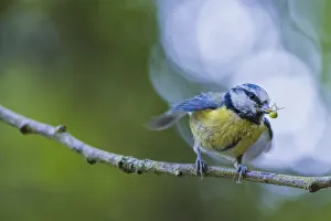 Blue tit (Cyanistes caeruleus) bringing Crab spider prey (Misumena vatia) to feed chicks