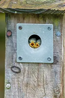 Paridae Prints: Blue tit (Cyanistes caeruleus) chicks peeking out of garden nest box, Wales, UK