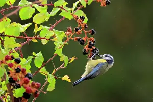 Fruit Prints: Blue tit (Cyanistes caeruleus) feeding on Blackberries