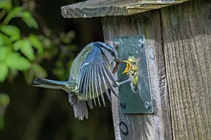Paridae Prints: Blue tit (Cyanistes caeruleus) feeding chicks at garden nest box, Wales, UK