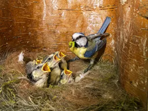 Blue tit (Cyanistes caeruleus) feeding young in the nestbox, Bavaria, Germany, May