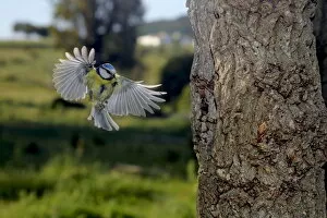 Blue tit (Cyanistes caeruleus) flying to nest hole in tree trunk with food in beak