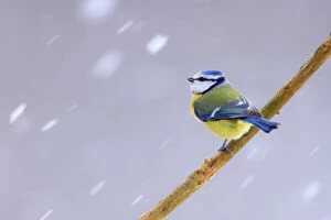 East Europe Collection: Blue tit (Cyanistes caeruleus) perched on branch in falling snow, Poland. January
