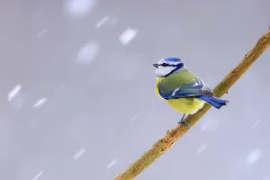 Christmas Prints: Blue tit (Cyanistes caeruleus) perched on branch in falling snow, Poland. January