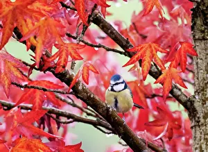 Saxifragales Prints: Blue tit (Cyanistes caeruleus) perched in Sweetgum (Liquidambar styraciflua) tree